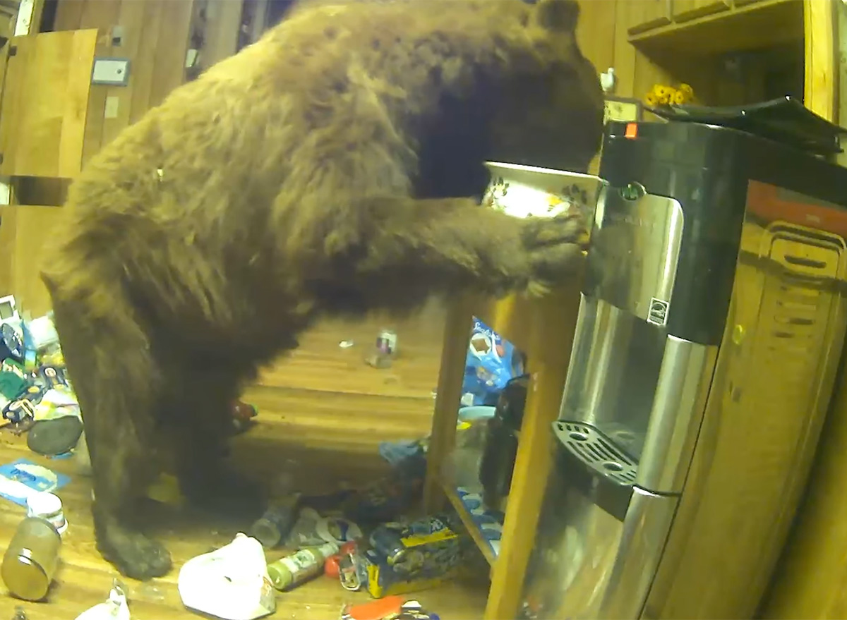 Bear Breaks Into Cabin and Lives There For 10 Days