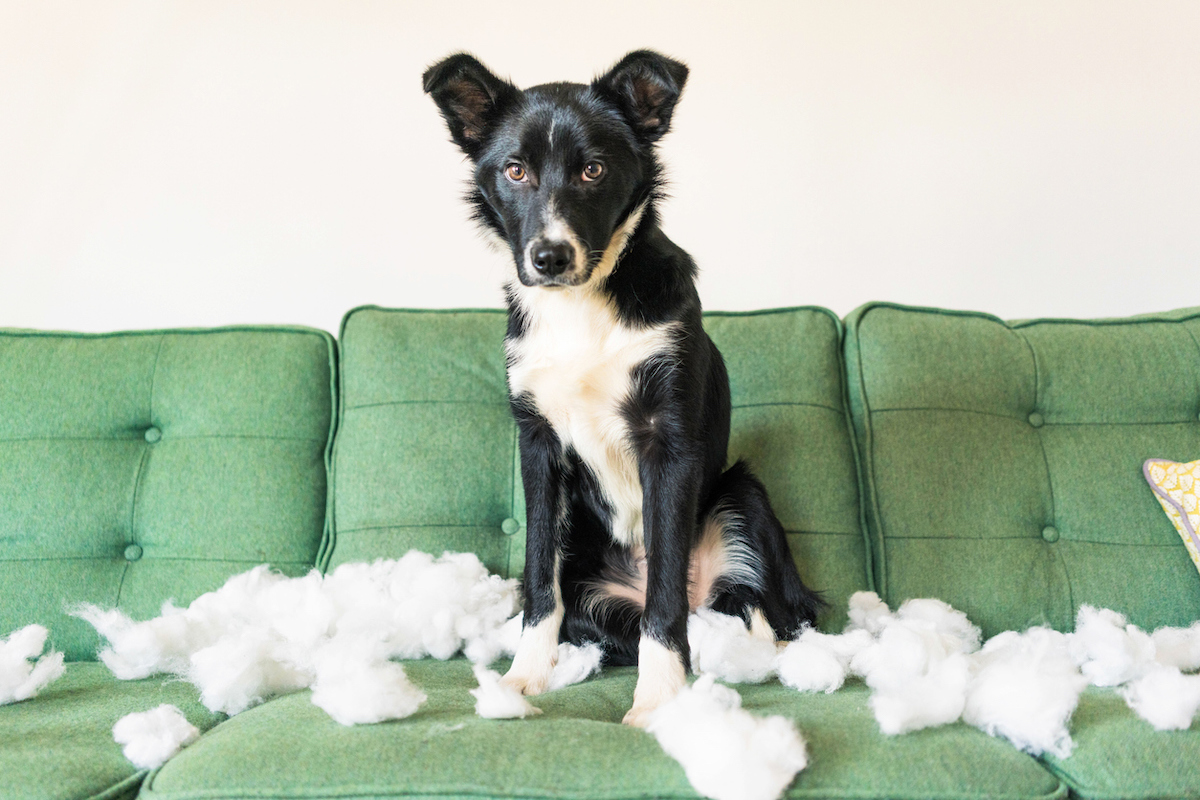 A border colllie sitting on a green couch looking proud of his work after pulling the stuffing out of a cushion.