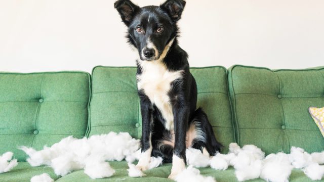A border colllie sitting on a green couch looking proud of his work after pulling the stuffing out of a cushion.