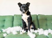 A border colllie sitting on a green couch looking proud of his work after pulling the stuffing out of a cushion.