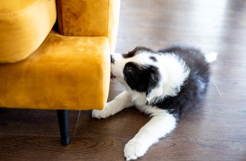 A Border Collie puppy biting the bottom of a yellow velvet couch.