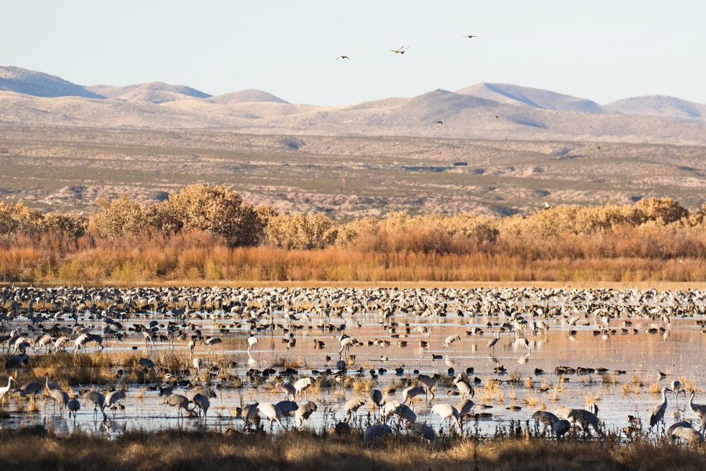 A flock of birds in a pond at Bosque del Apache Nature Reserve