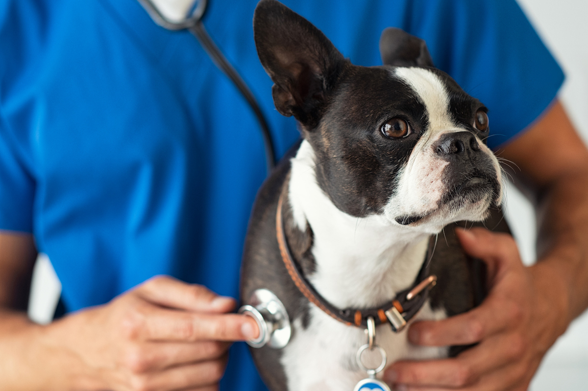 Boston Terrier dog being examined by a vet using stethoscope.