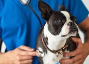 Boston Terrier dog being examined by a vet using stethoscope.