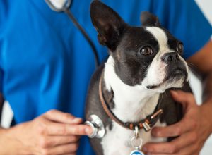Boston Terrier dog being examined by a vet using stethoscope.