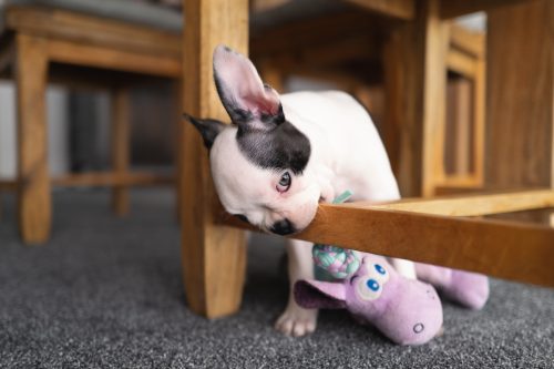 Boston Terrier puppy chews on the wooden base of a wooden dining room chair.