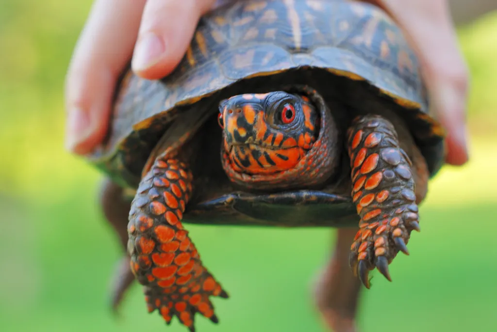 A closeup of a child holding a box turtle