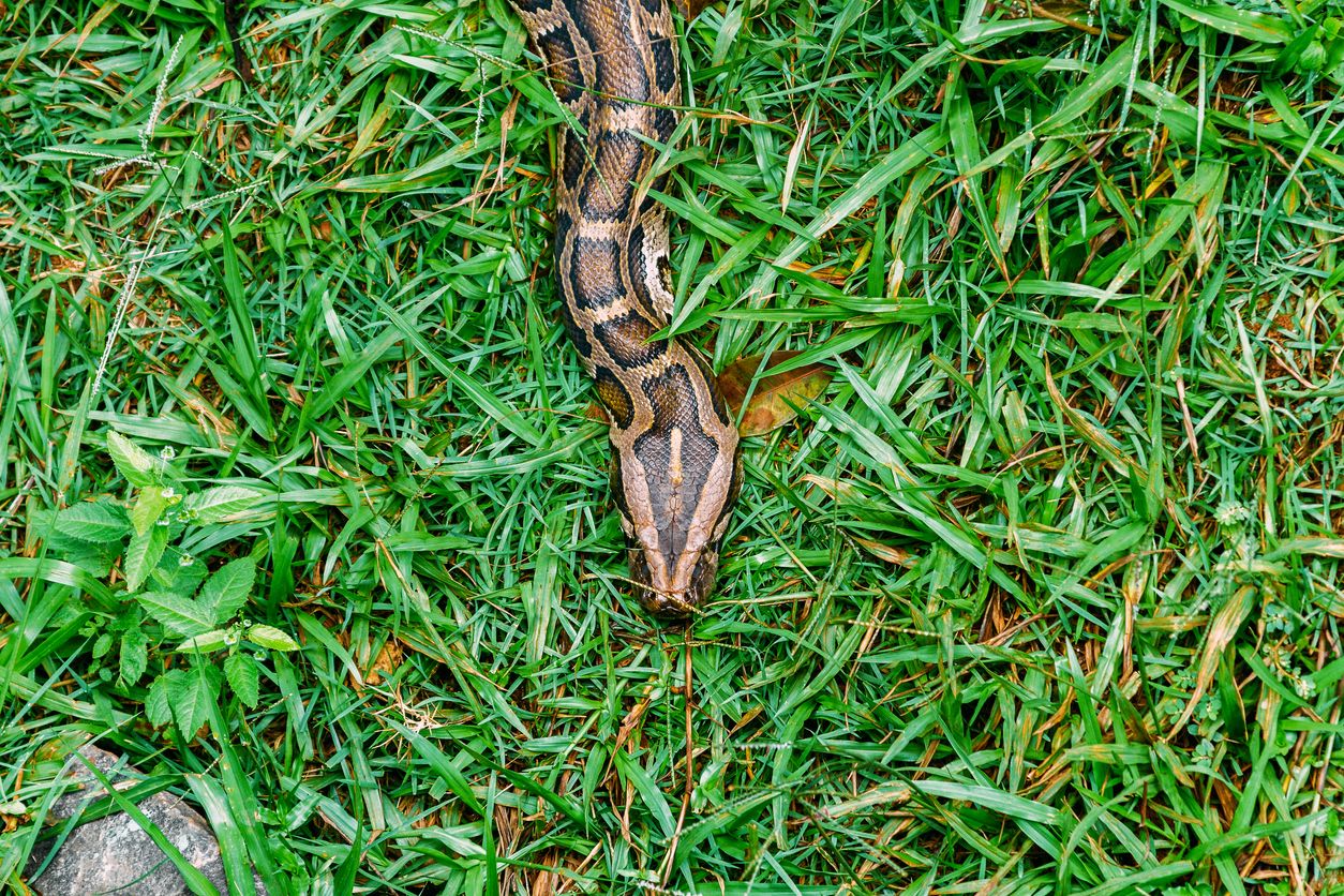 Here's How To Spot Snake Holes In Your Yard — Best Life