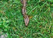 A Burmese python crawling through the grass