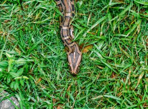 A Burmese python crawling through the grass