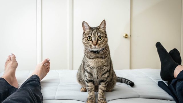 A brown tabby cat sits on a bed between two pairs of feet.