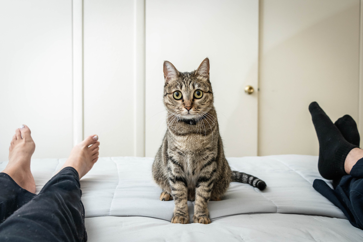 Here’s Why Your Cat Is Biting Your Toes in Bed, According to Vets