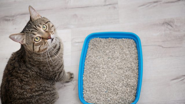 A gray tabby cat standing next to his litter box and looking up at the camera.