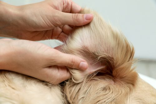 Close up of a pair of hands checking a dog's ear for ticks.