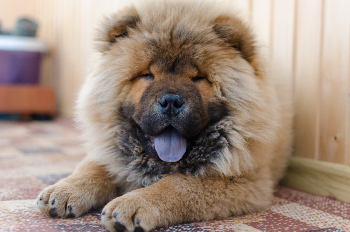 A light brown Chow Chow dog laying down in the house with his black tongue out.
