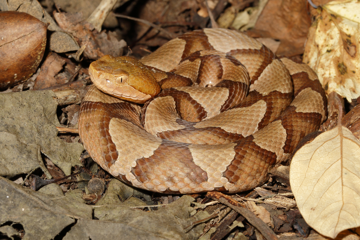 A copperhead snake coiled up in a pile of leaves