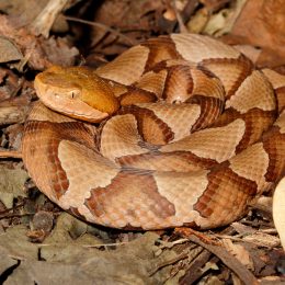 A copperhead snake coiled up in a pile of leaves