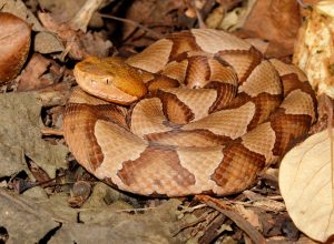 A copperhead snake coiled up in a pile of leaves