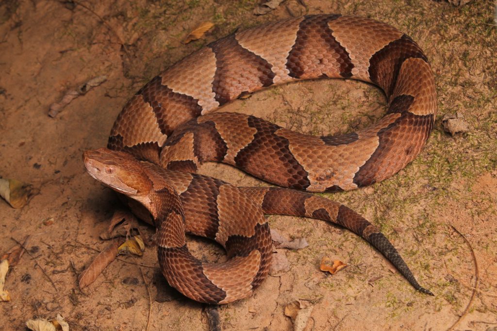 A copperhead snake coiled on the ground