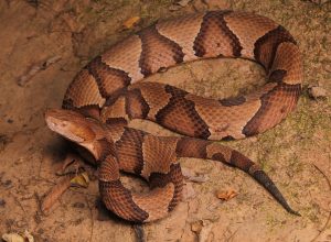 A copperhead snake coiled on the ground