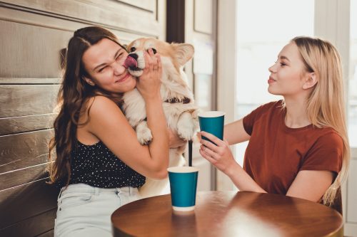 Two young women sit in a cafe, with a corgi dog kissing a woman.