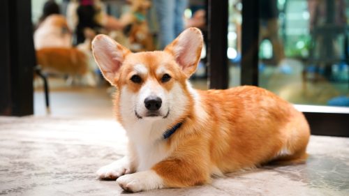 Close up of an alert-looking Corgi in a home