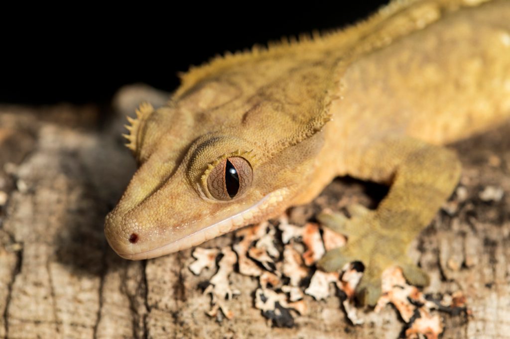 A closeup of a crested gecko