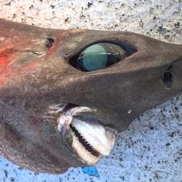 This Freaky Shark Shocks Fisherman, is "Stuff of Nightmares"