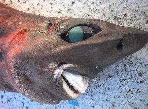 This Freaky Shark Shocks Fisherman, is "Stuff of Nightmares"