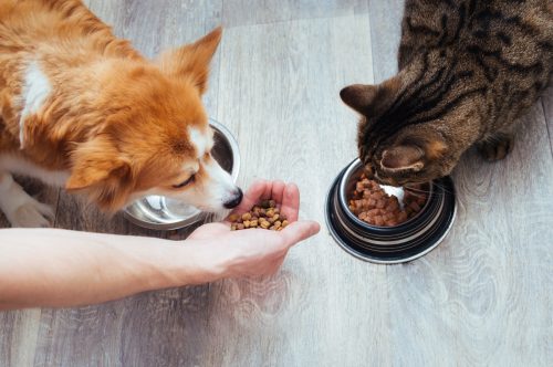 owner pours dry food to the cat and dog in the kitchen. Master's hand. Close-up. Concept dry food for animals