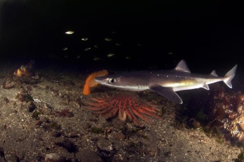 A spiny dogfish patrolling the cold waters of Puget Sound