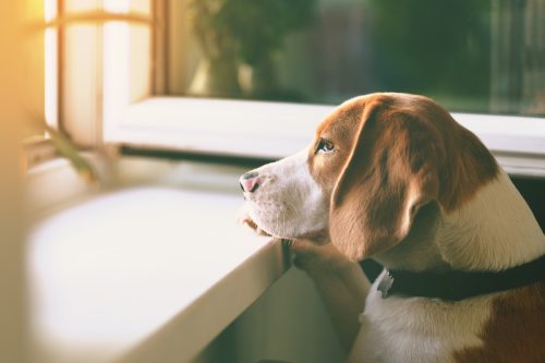 Beagle mignon regardant par une fenêtre ouverte attendant son propriétaire