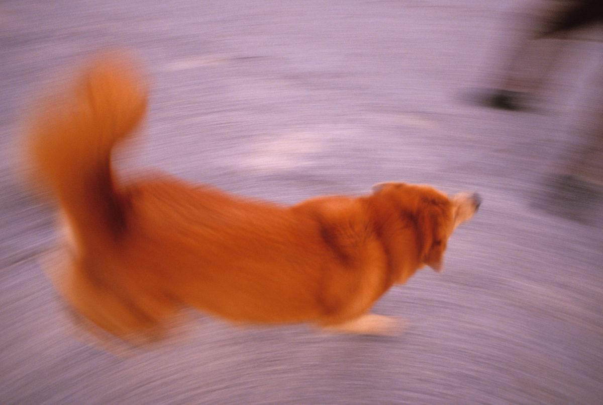 Why Do Dogs Spin in Circles? — Best Life