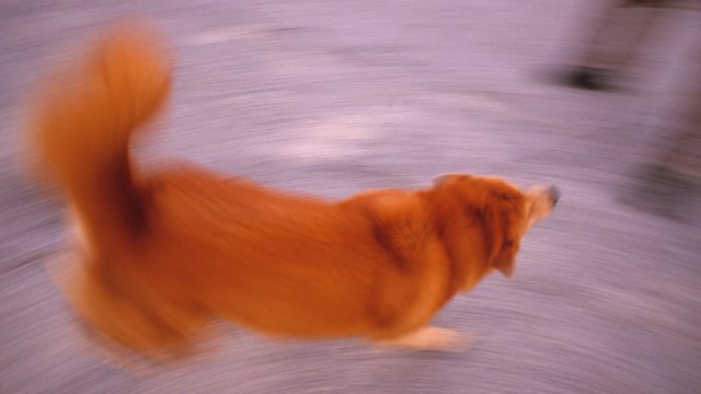 Motion-blurred image of an orange dog spinning.