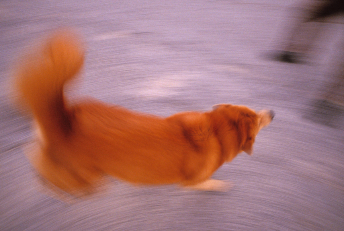 why do old dogs spin in circles