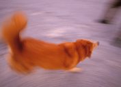 Motion-blurred image of an orange dog spinning.