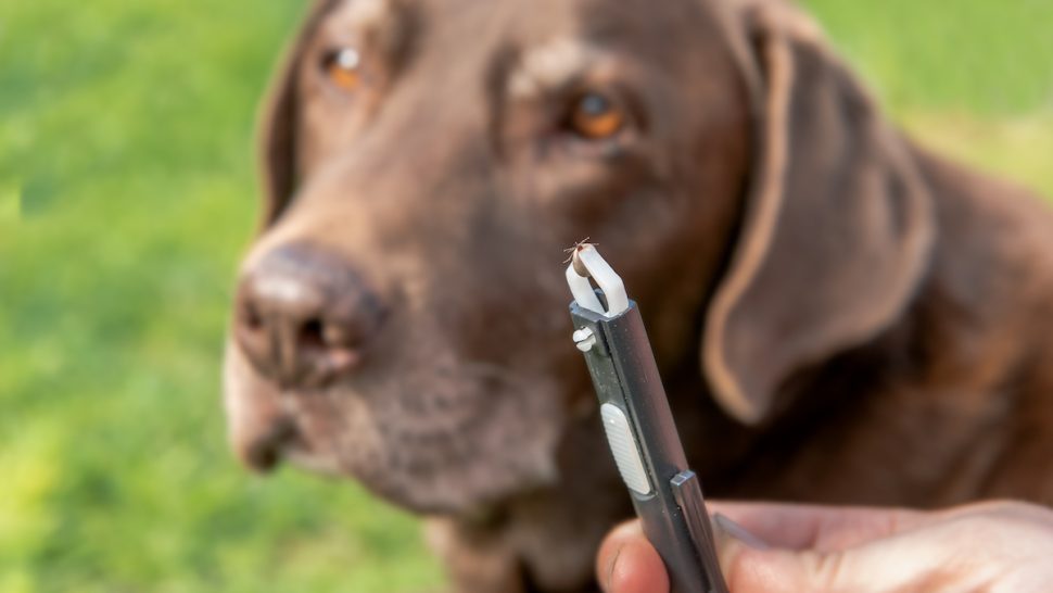 5 Ways to Keep Your Dog Safe From Ticks, According to Vets — Best Life