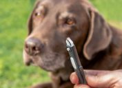 Close up of a pair of tweezers holding a tick that's been removed from the chocolate lab dog in the background