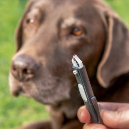 Close up of a pair of tweezers holding a tick that's been removed from the chocolate lab dog in the background