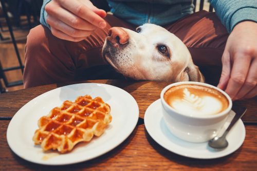 Young man with labrador retriever in cafe.  Curious dog under the table with sweet waffles and coffee.
