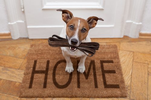 A jack Russell dog waiting on his home's welcome mat with his leash in his mouth.