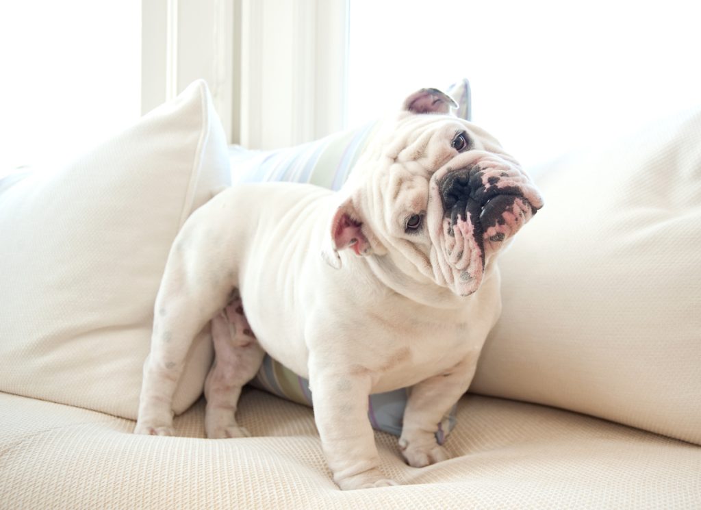 Portrait of English Bulldog on white sofa looking quizzically into camera.