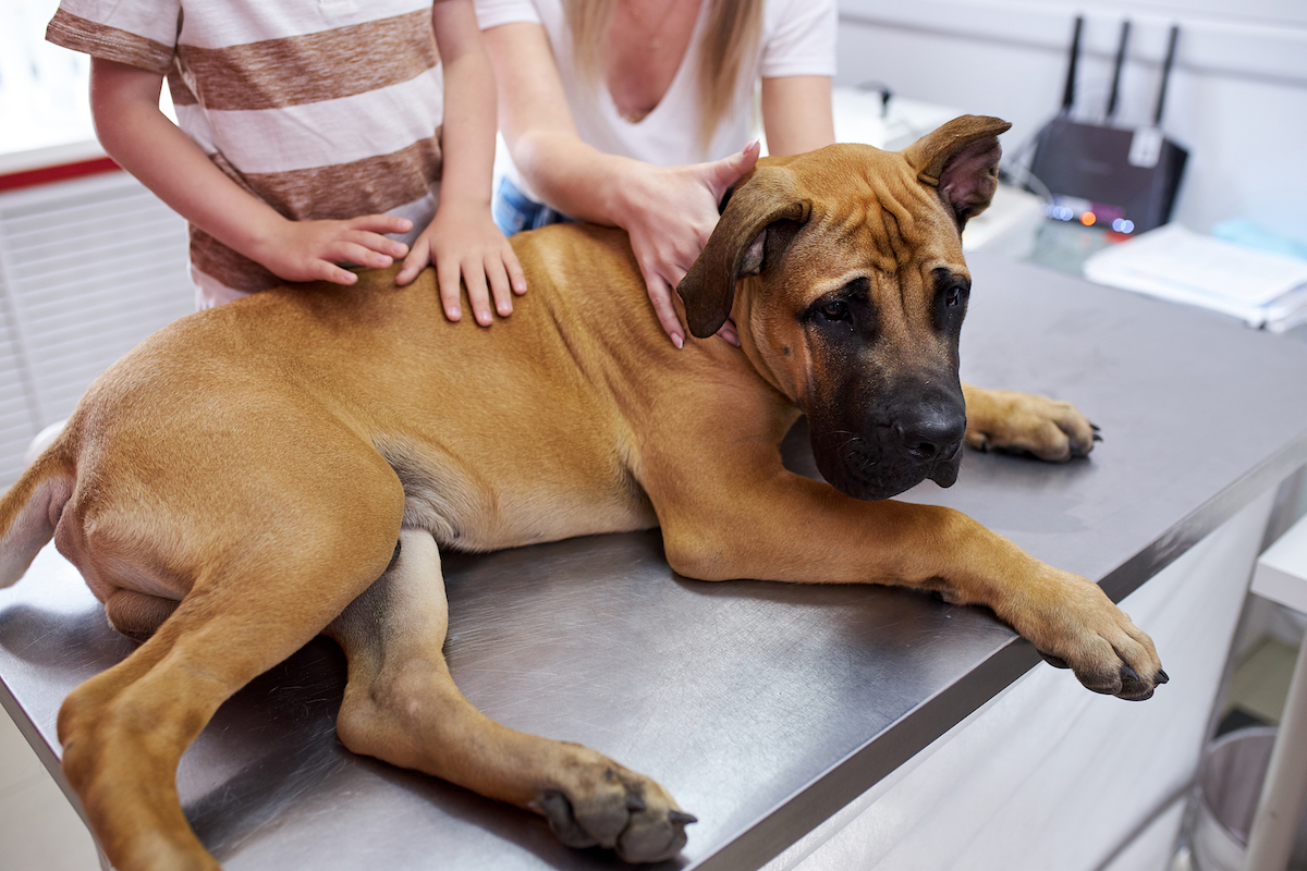 A large English Mastiff dog laying on the table at the vet with his owners behind him.