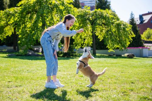 Teenage girl teasing her little corgi while playing with it in the park.