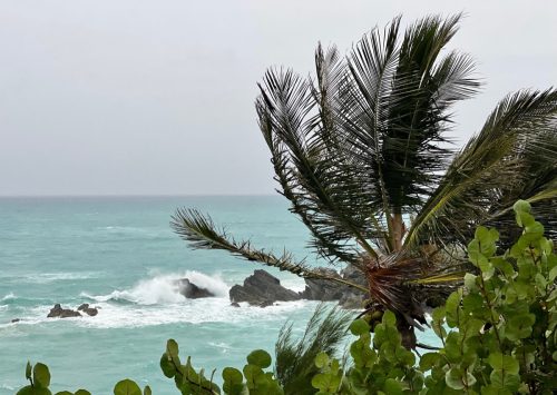 A palm tree stands in the wind in Church Bay, Bermuda, as Hurricane Fiona churned towards the Atlantic