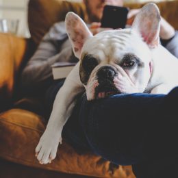 A man relaxing on a brown leather armchair with his smartphone together with his French Bulldog resting on his lap.