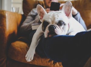 A man relaxing on a brown leather armchair with his smartphone together with his French Bulldog resting on his lap.