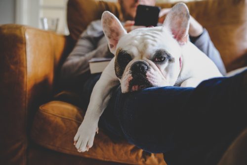 Un hombre se relaja en un sillón de cuero marrón con su teléfono inteligente junto con un Bulldog francés descansando en su regazo.