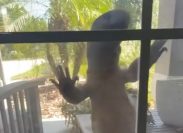 Video Shows Giant "Godzilla" Lizard Climbing up Window of Florida Home