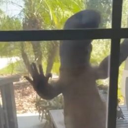 Video Shows Giant "Godzilla" Lizard Climbing up Window of Florida Home